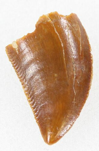 Serrated, Raptor Tooth - Morocco #37785